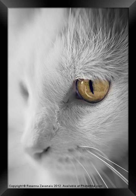 Feline Portraits. Framed Print by Rosanna Zavanaiu