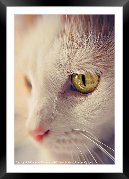 Cat Portrait. Framed Mounted Print by Rosanna Zavanaiu