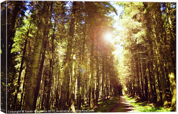 Forest with sunlight Canvas Print by Sarah Waddams