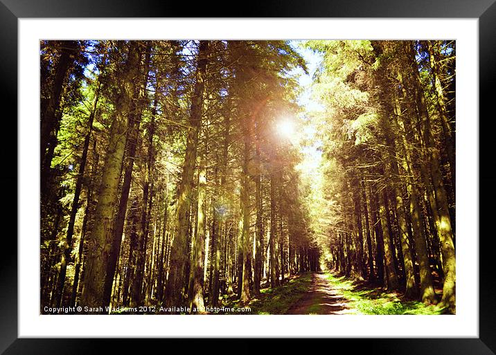 Forest with sunlight Framed Mounted Print by Sarah Waddams