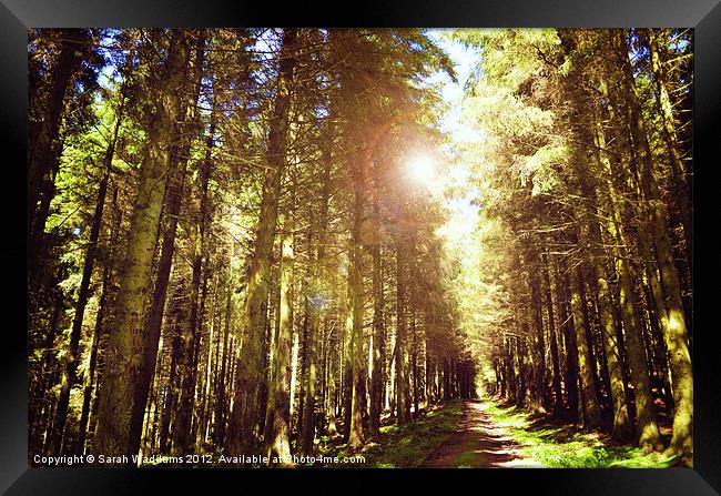 Forest with sunlight Framed Print by Sarah Waddams