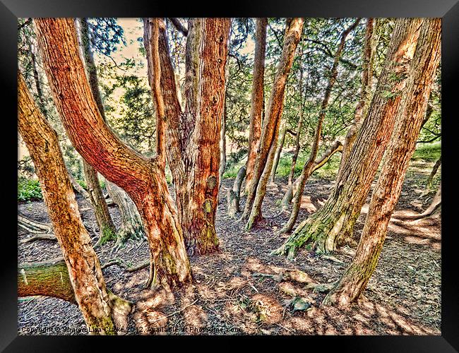 The Woods Framed Print by Sharon Lisa Clarke