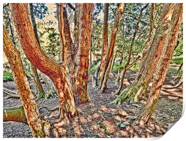 The Woods Print by Sharon Lisa Clarke