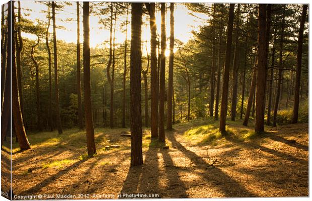 Formby Pinewoods At Dusk Canvas Print by Paul Madden