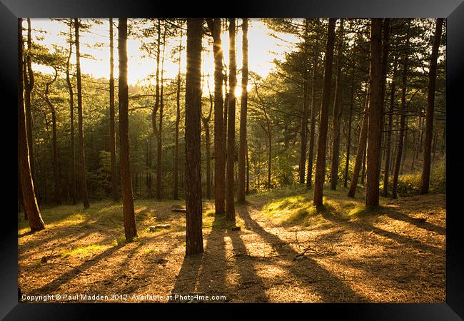 Formby Pinewoods At Dusk Framed Print by Paul Madden