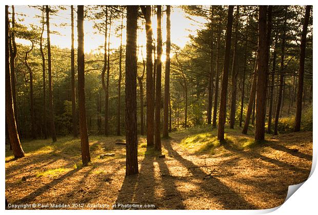 Formby Pinewoods At Dusk Print by Paul Madden