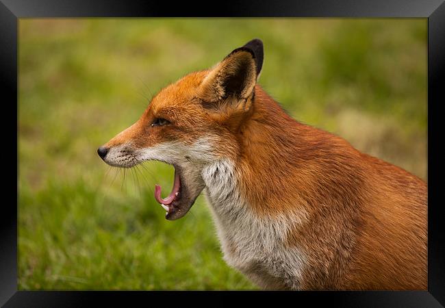 Red Fox Yawning Framed Print by David Craig Hughes