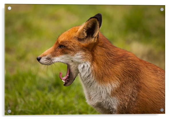 Red Fox Yawning Acrylic by David Craig Hughes
