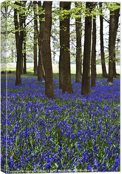 Bluebell Woods, Ashridge Canvas Print by Graham Custance