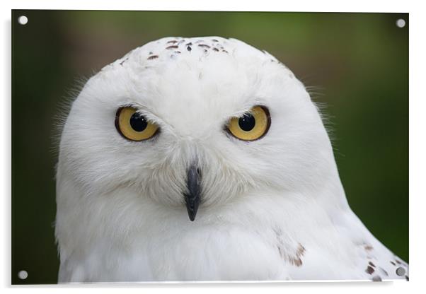 Snowy Owl Acrylic by David Craig Hughes