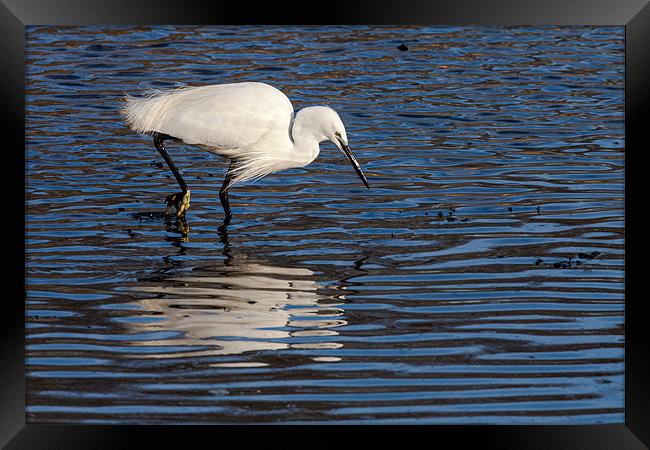 Little Egret Framed Print by David Craig Hughes