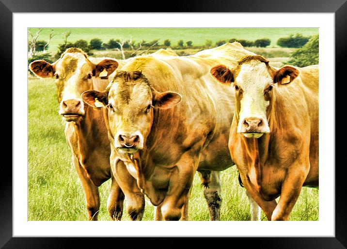 Two Cows and a Bull Framed Mounted Print by Tylie Duff Photo Art