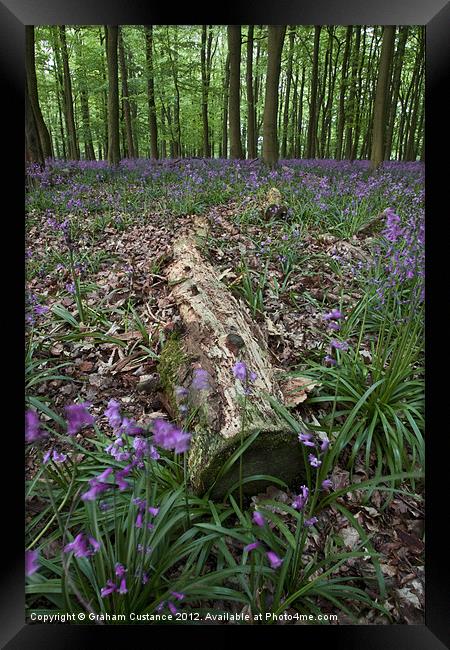 Bluebell Woods, Ashridge Framed Print by Graham Custance