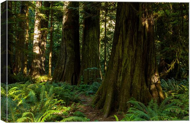 Cathedral Grove Canvas Print by Thomas Schaeffer