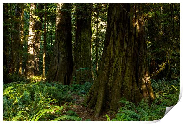 Cathedral Grove Print by Thomas Schaeffer
