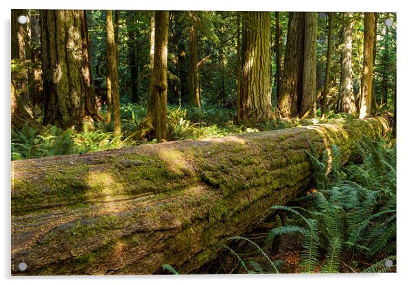 Cathedral Grove Acrylic by Thomas Schaeffer