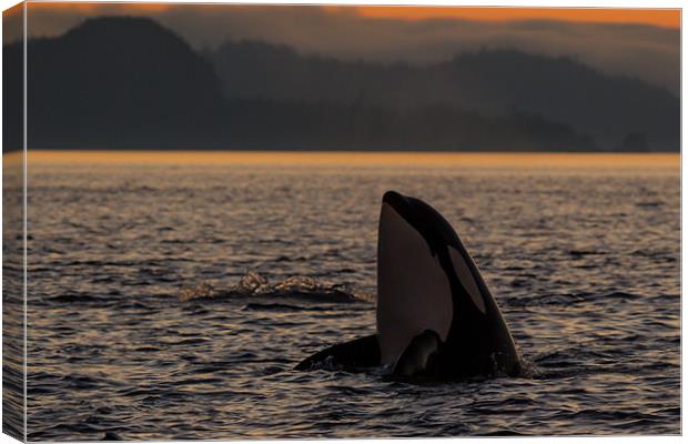 Orcas in Johnstone Strait at sunset Canvas Print by Thomas Schaeffer