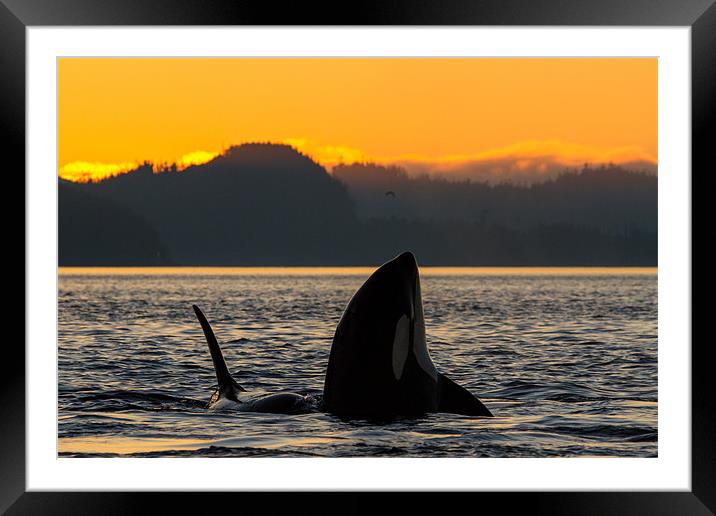 Orca sunset Framed Mounted Print by Thomas Schaeffer