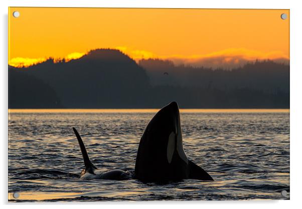 Orca sunset Acrylic by Thomas Schaeffer