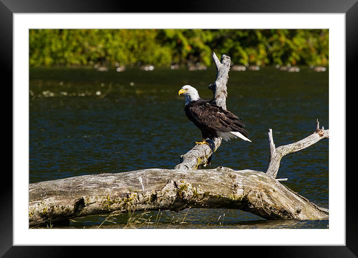 Bald eagle in Glendale Cove Framed Mounted Print by Thomas Schaeffer