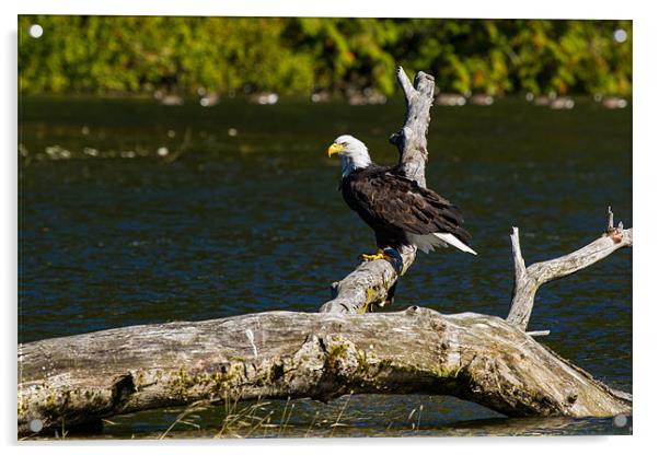 Bald eagle in Glendale Cove Acrylic by Thomas Schaeffer
