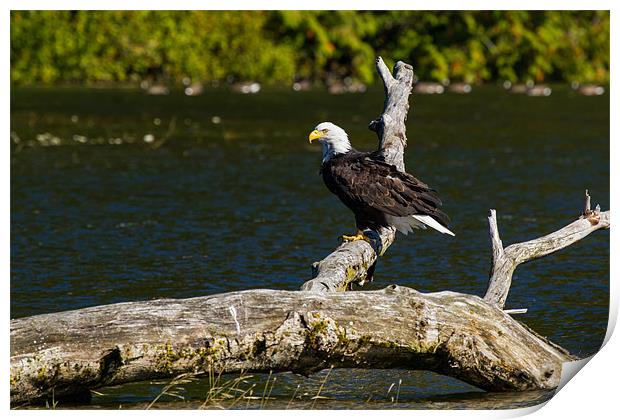 Bald eagle in Glendale Cove Print by Thomas Schaeffer