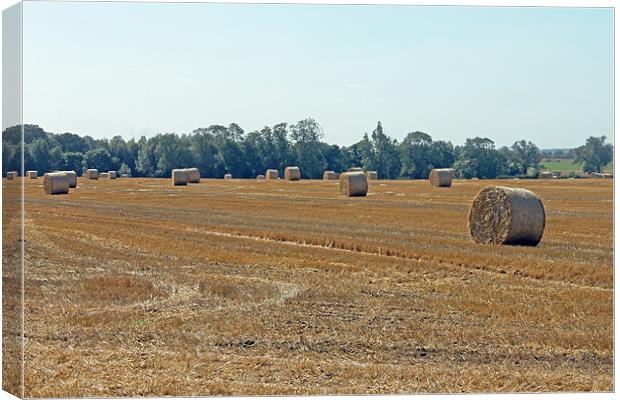 Bales of Hay Canvas Print by Tony Murtagh