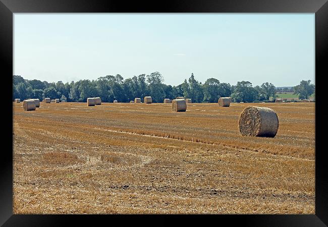 Bales of Hay Framed Print by Tony Murtagh