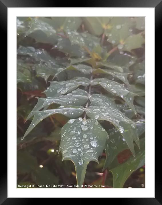 Seasonal Droplets! Framed Mounted Print by Eleanor McCabe
