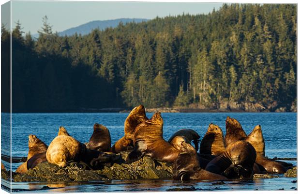 Sea lions Canvas Print by Thomas Schaeffer