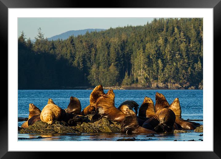 Sea lions Framed Mounted Print by Thomas Schaeffer