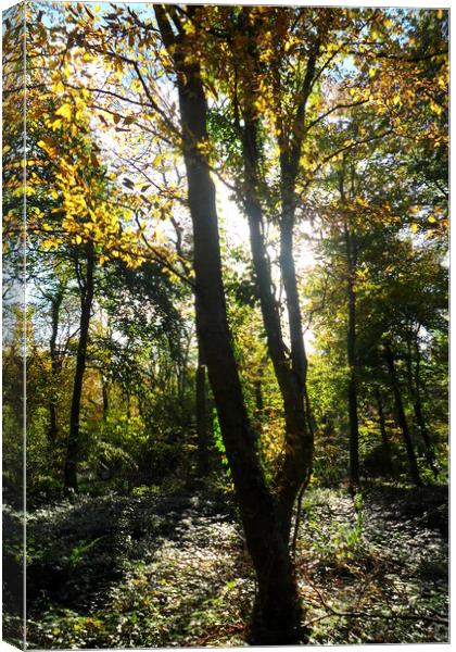 Glowing Woods. Canvas Print by Heather Goodwin