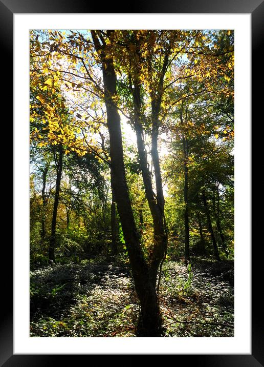 Glowing Woods. Framed Mounted Print by Heather Goodwin