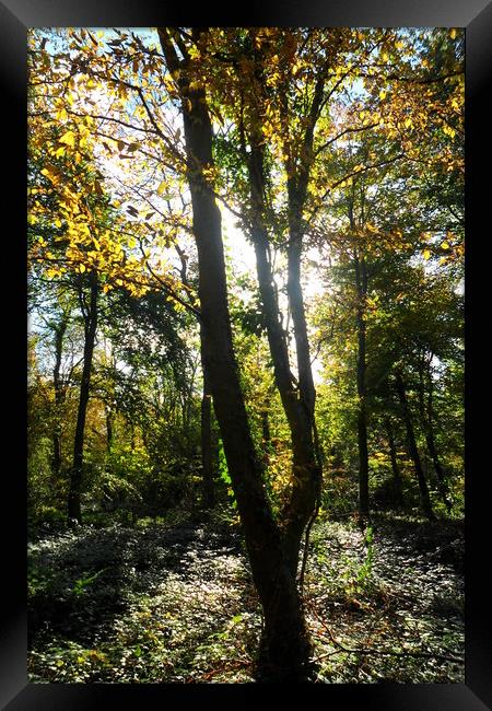 Glowing Woods. Framed Print by Heather Goodwin