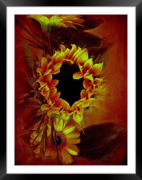 Sunflower,, Framed Mounted Print by Debra Kelday