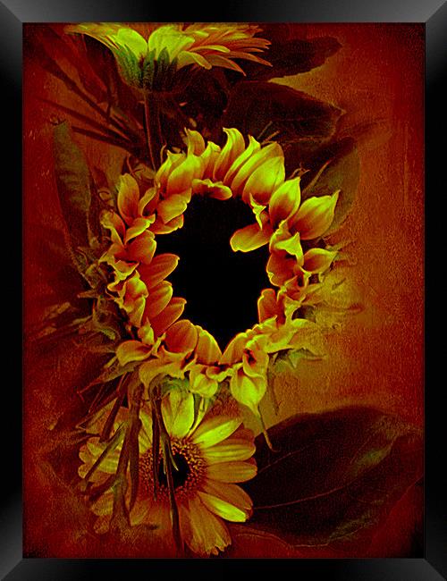 Sunflower,, Framed Print by Debra Kelday