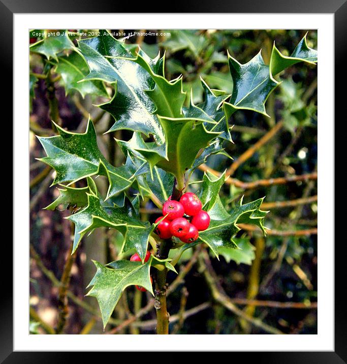 Holly with Berries Framed Mounted Print by Janet Tate