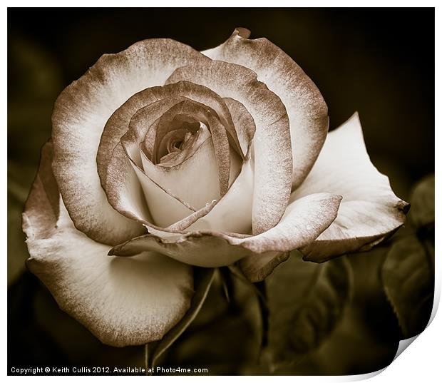 Antique Rose Print by Keith Cullis