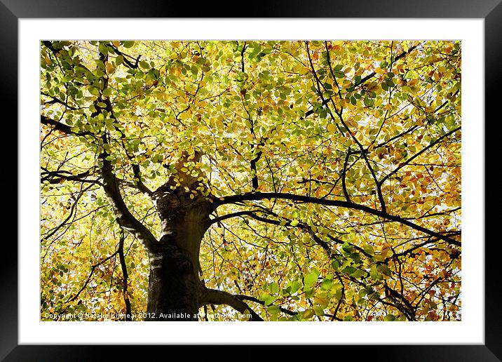 Sunlit Autumn Tree Framed Mounted Print by Natalie Kinnear