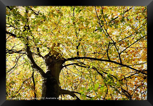 Sunlit Autumn Tree Framed Print by Natalie Kinnear