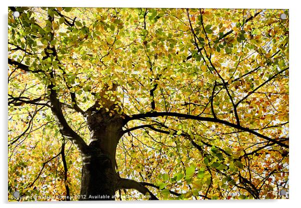 Sunlit Autumn Tree Acrylic by Natalie Kinnear