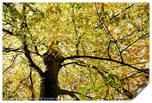 Sunlit Autumn Tree Print by Natalie Kinnear