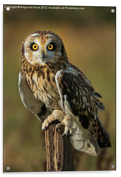 Short Eared Owl Acrylic by Reginald Hood