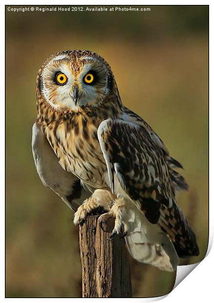 Short Eared Owl Print by Reginald Hood