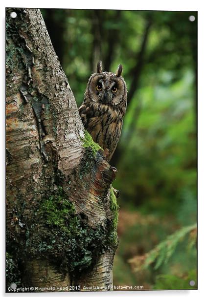 Long Eared Owl Acrylic by Reginald Hood