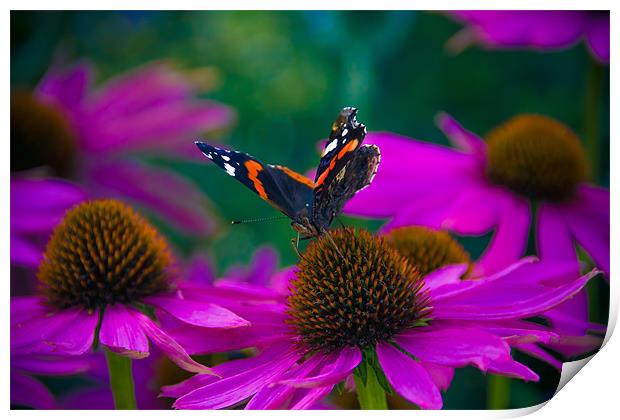 Butterfly on flower - Laycock Abbey Print by Rob Jones