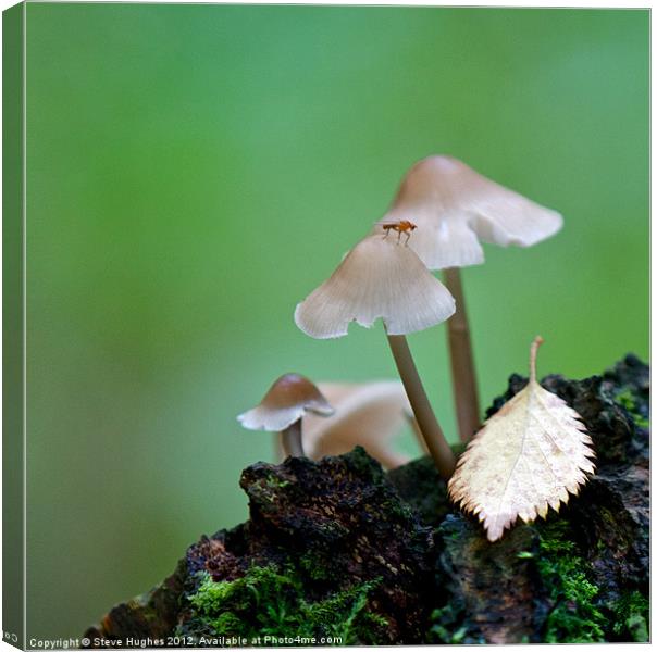 Toadstools on the forest floor Canvas Print by Steve Hughes