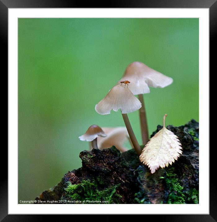 Toadstools on the forest floor Framed Mounted Print by Steve Hughes