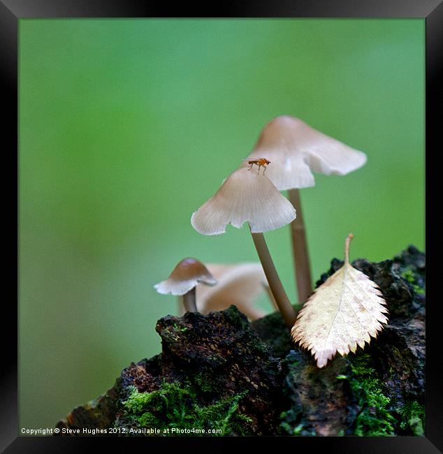 Toadstools on the forest floor Framed Print by Steve Hughes