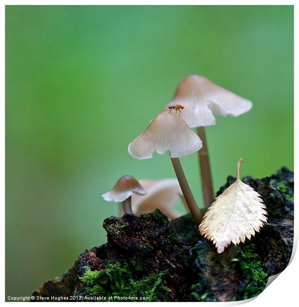 Toadstools on the forest floor Print by Steve Hughes